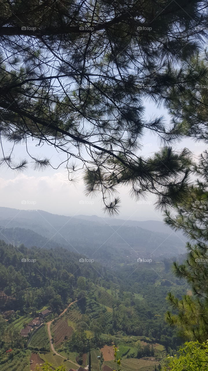 beautyful mountain and city behind pine trees