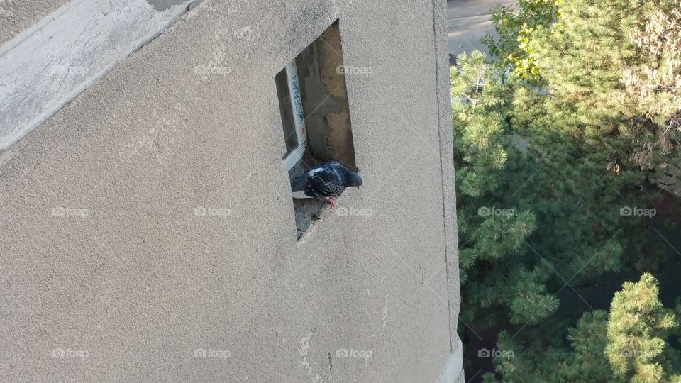 Dove in a window
