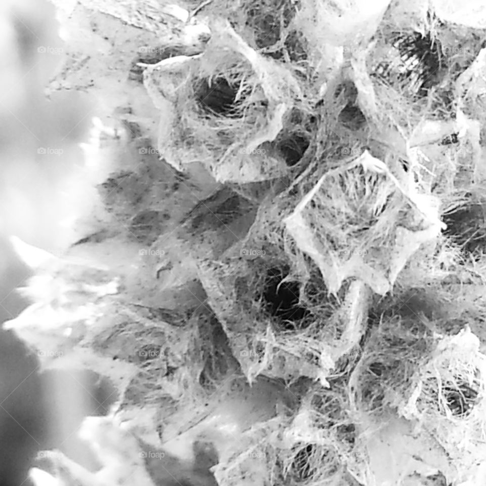 Lamb's Ear gone to seed