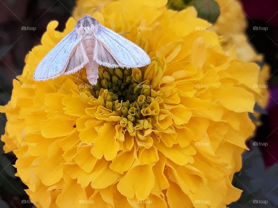 моль сидит на желтом цветке