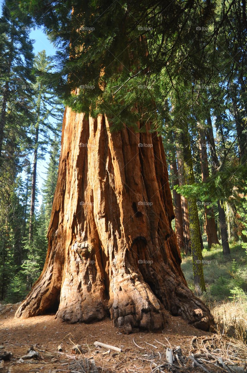 Redwood tree