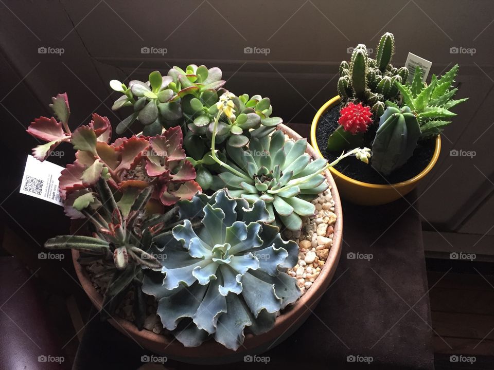 Succulents and cactus houseplants. 