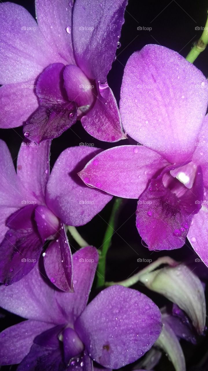 blooming orchid..