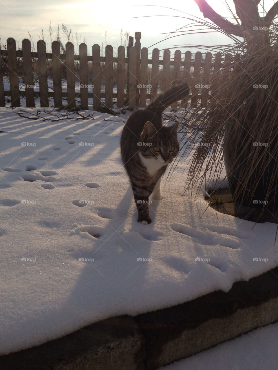 Cat walking in snow
