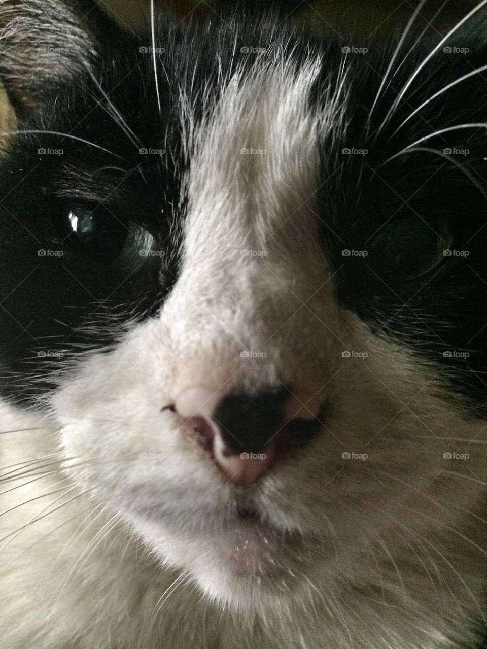 Close up kitty