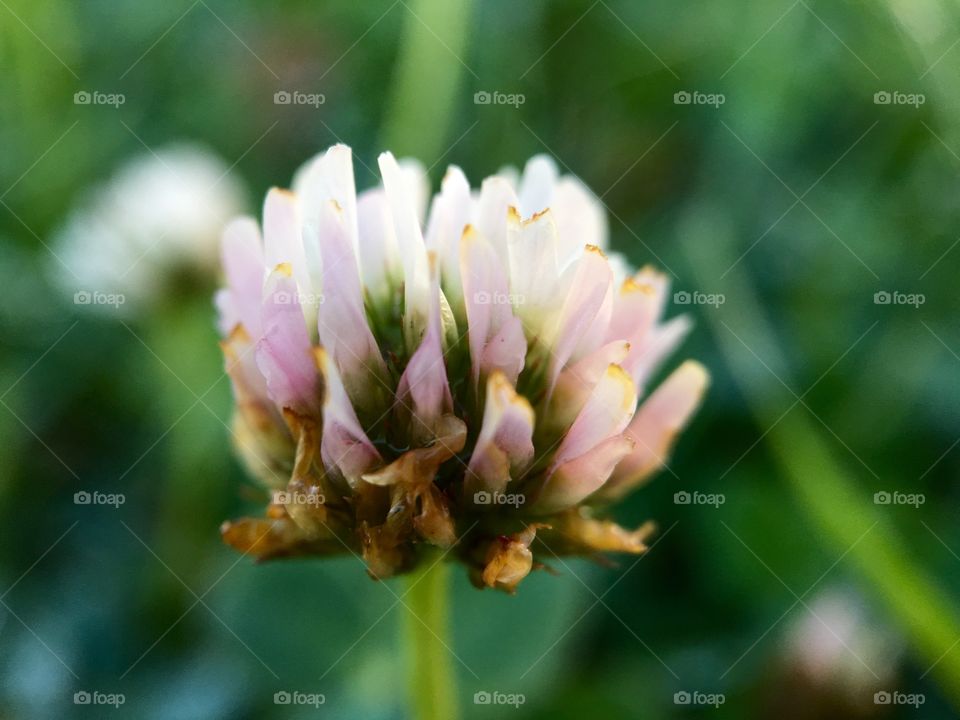 Macro shot of a single flower