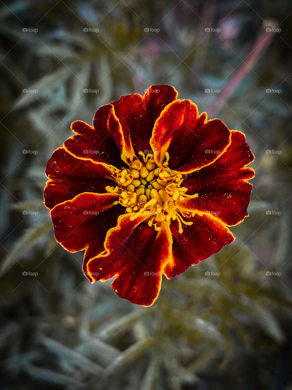 Flower makes environment beautiful ☺️