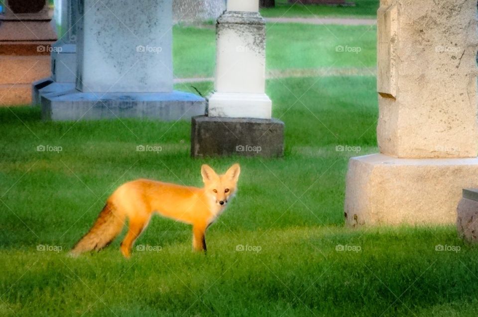 Fox in Cemetery