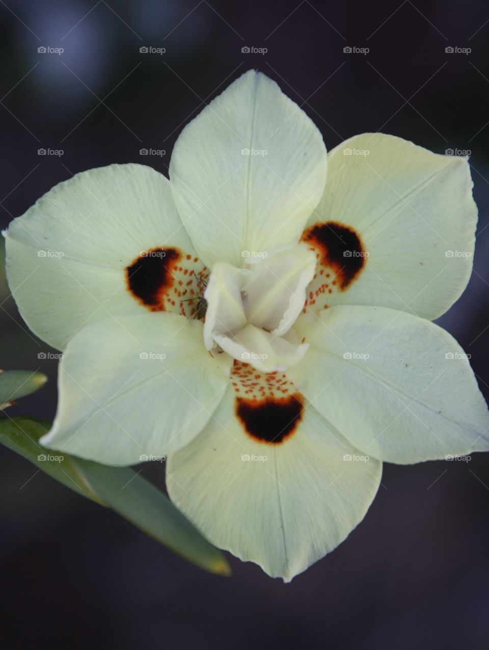 Yellow Wild Iris identified by three large brown spots encircled by orange gold (also called Butterfly Flag; Dietes bicolor; Brown Eyes) 