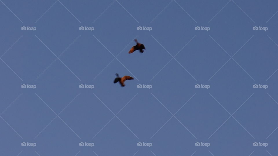 ducks are flying at sunset. ducks