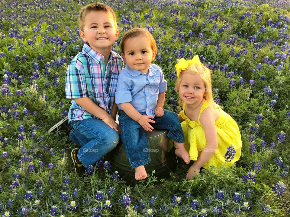 Bluebonnets