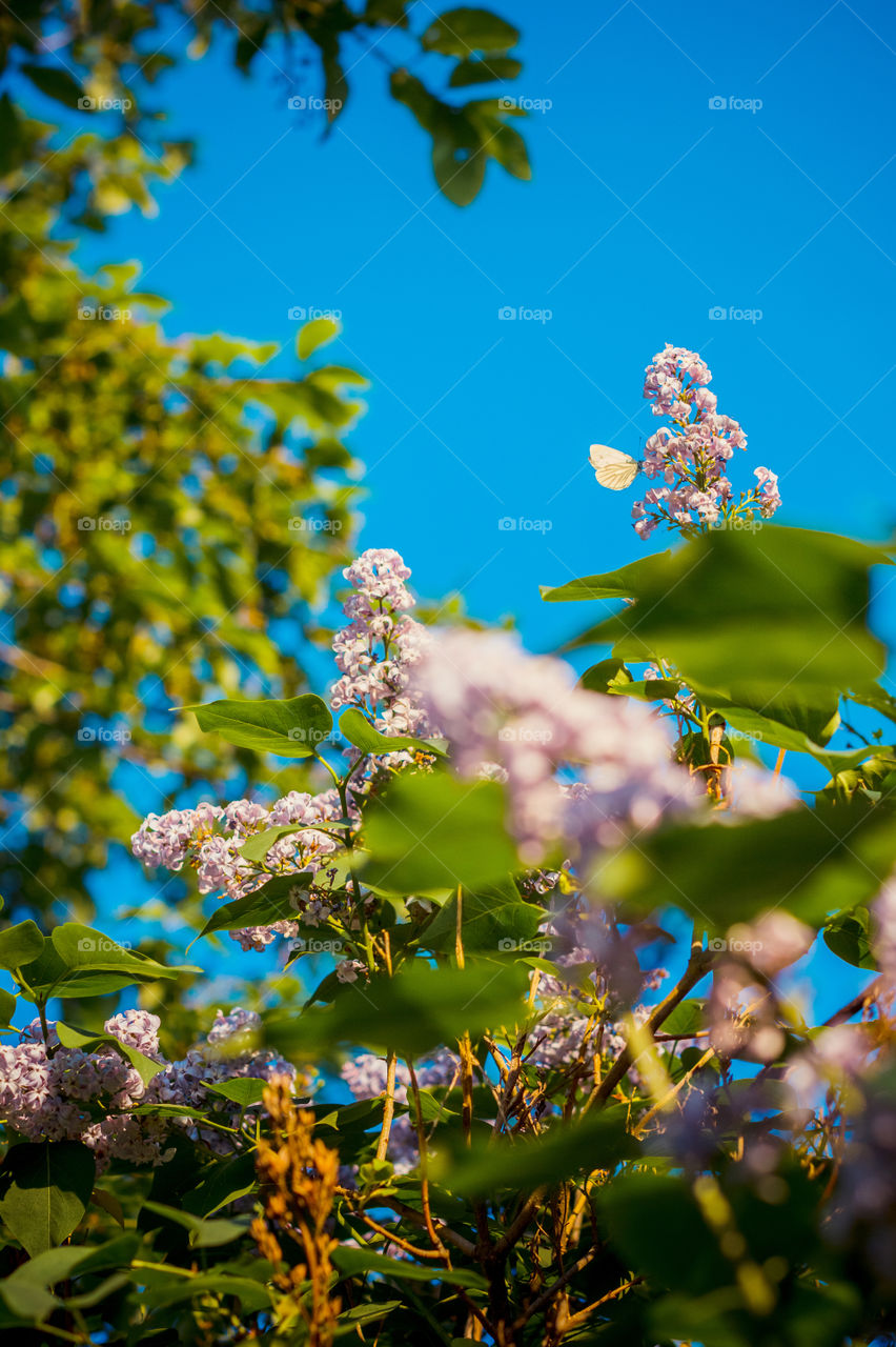 Blooming lilac