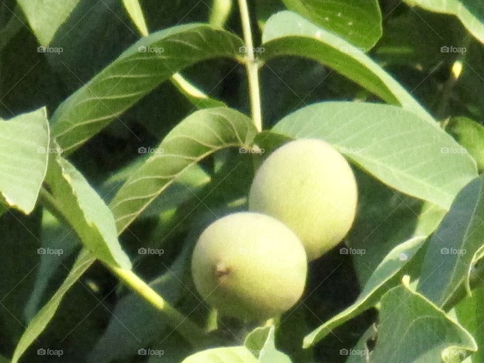 Fruits