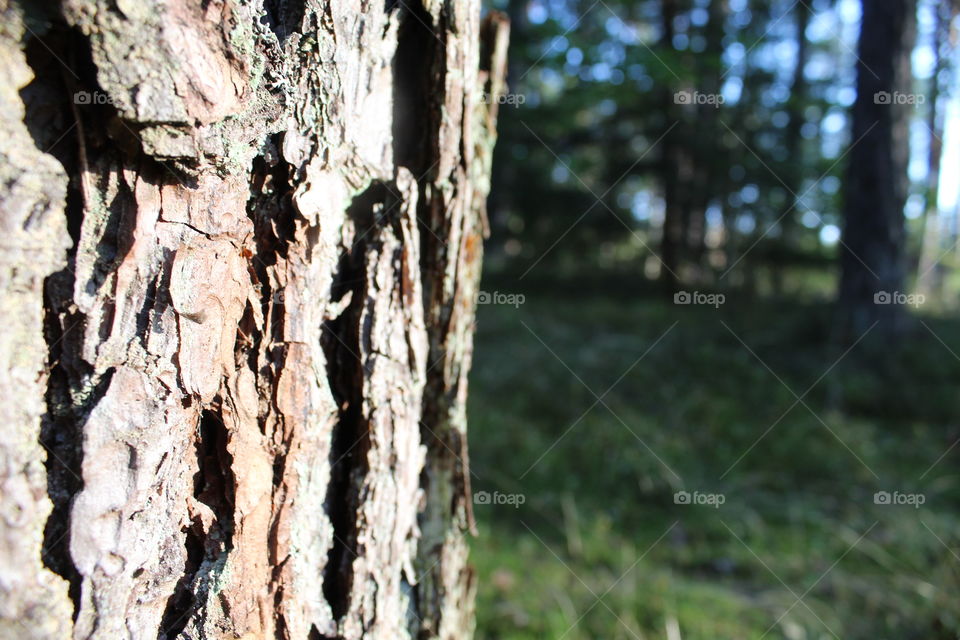 Forest poland light nature warmia mazury macro macrophotography leaves leaf tree