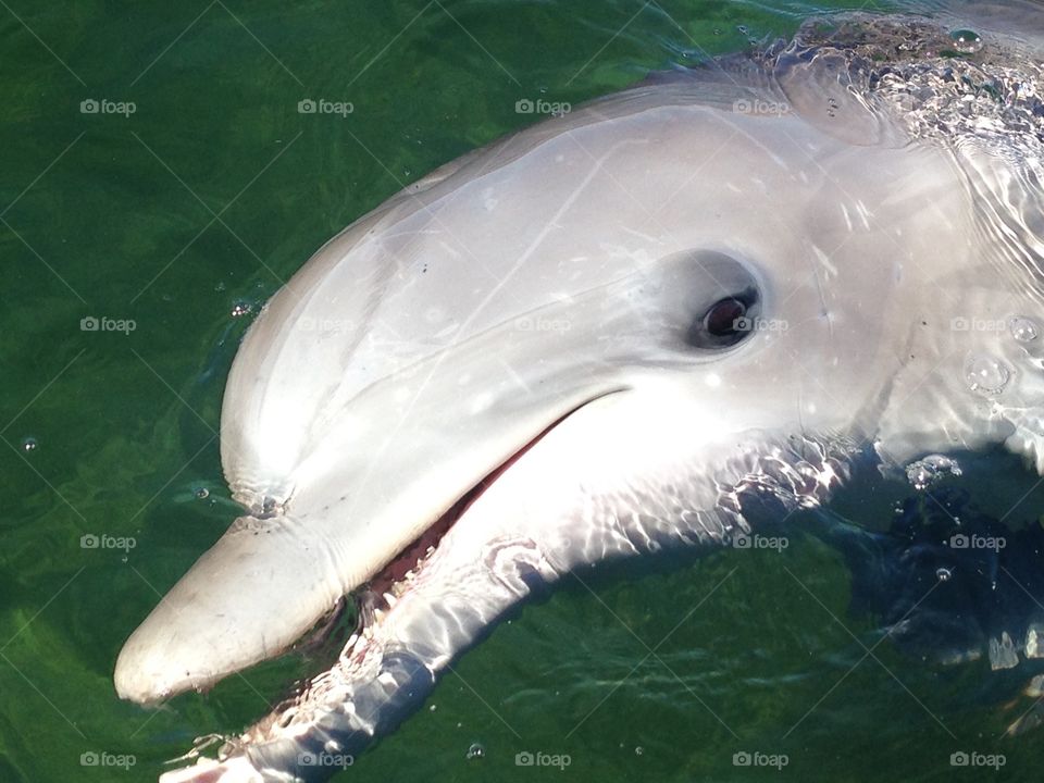 Wild friendly Dolphins South Australia. Friendly Dolphins, South Australia