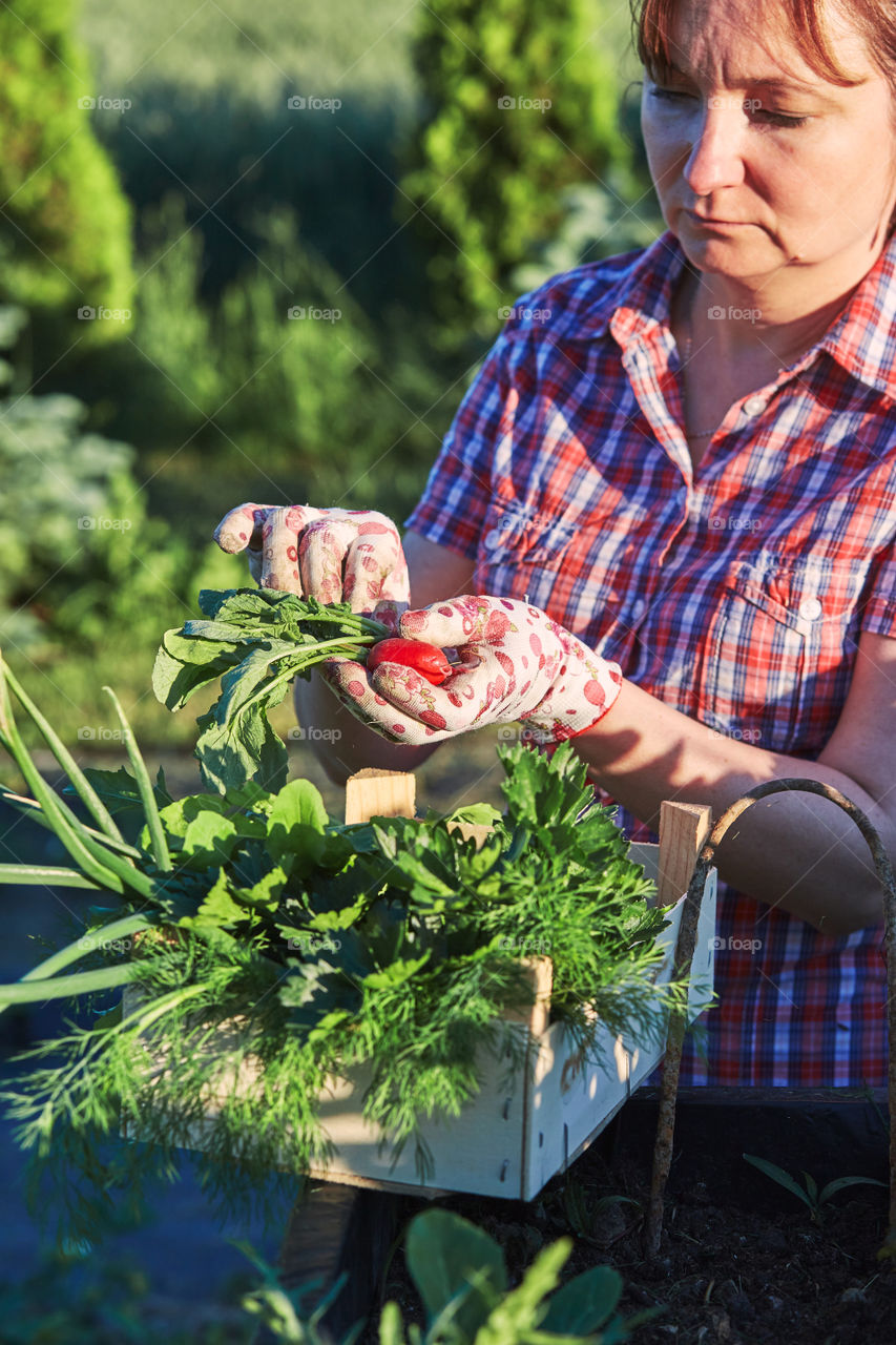 Woman working in a home garden in the backyard, picking the vegetables and put to wooden box. Candid people, real moments, authentic situations