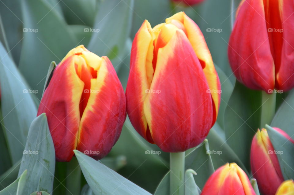 Netherlands Beautiful Tulips