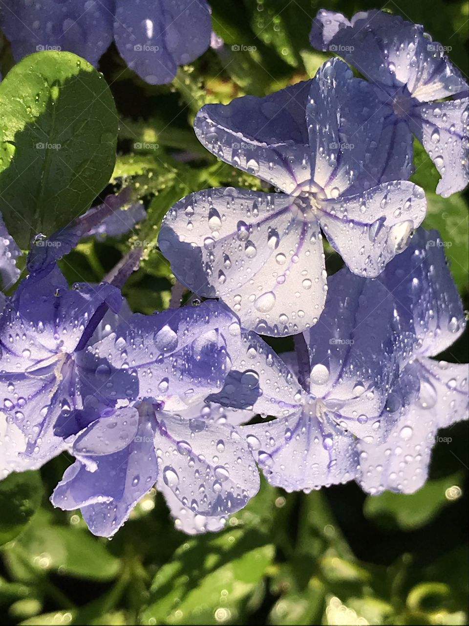 Plumbago