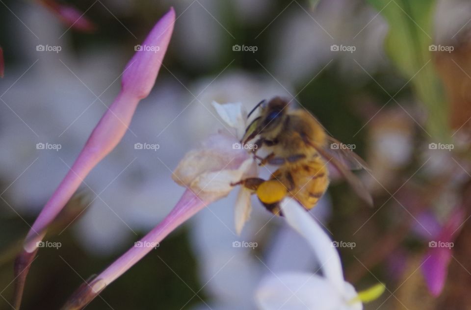 A close up of a bee collecting pollen from a Jasmine flower
