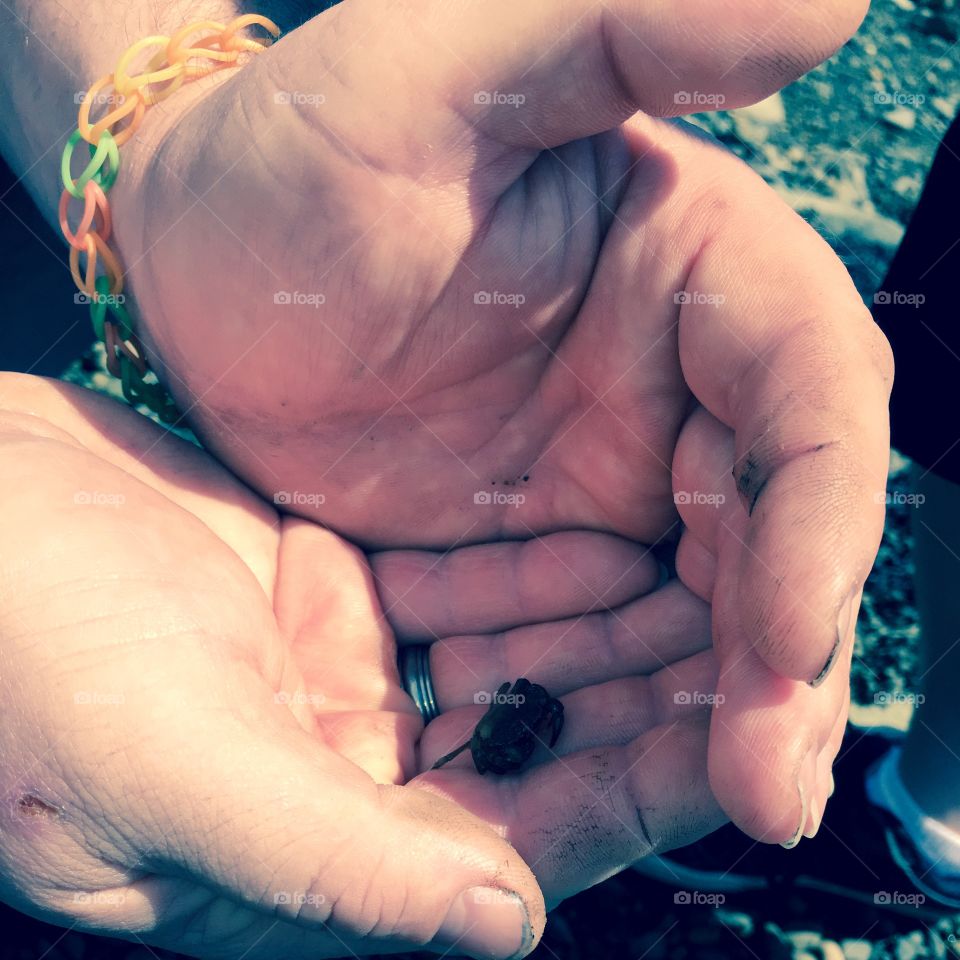 Hands holding a miniature crab.