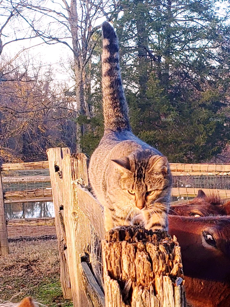 Cedar Hills Farm in Love, Mississippi. Sweet farm cat on a cool November day!