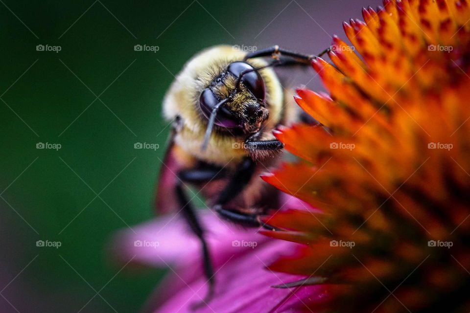 Honeybee on a flower