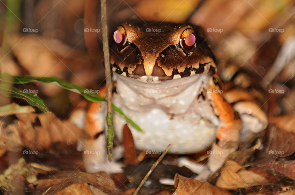 Frog in the Amazon.