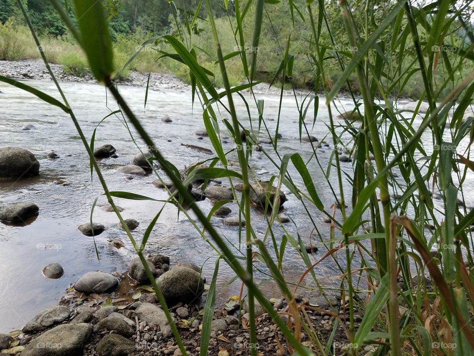 Grass on the creek