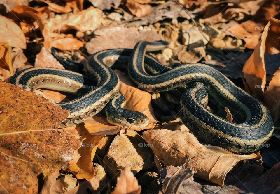 Snake coiled in leaves