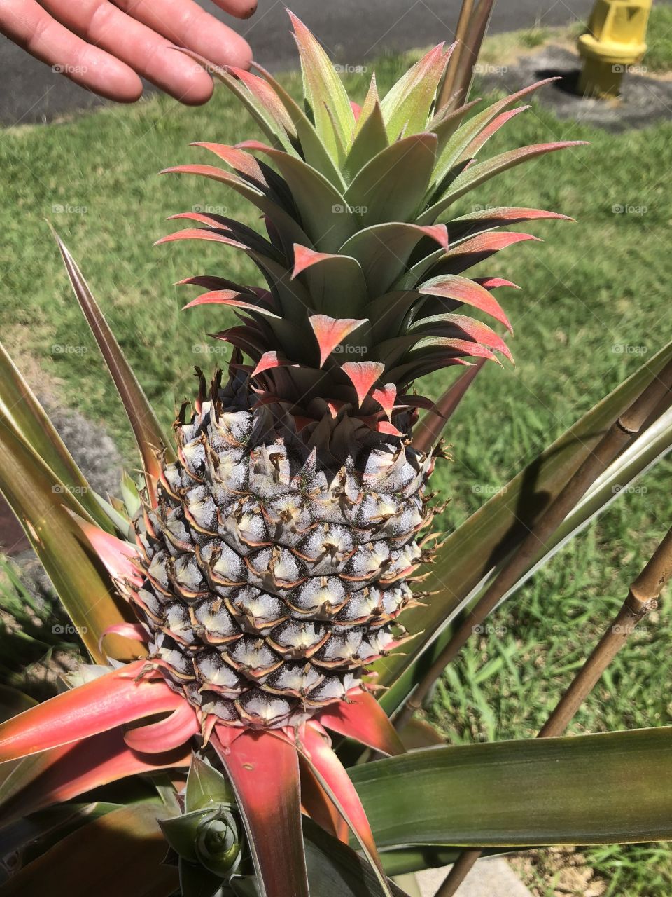 Pink Baby Pineapple 