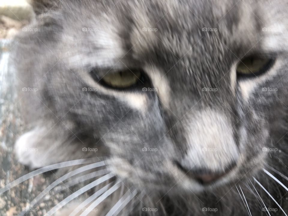 Cute gray kitty doing kitty things