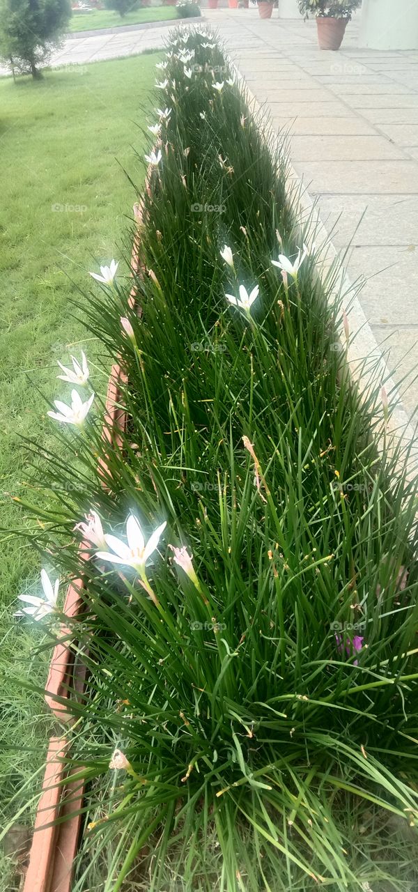 blooms 🌼❤️✨