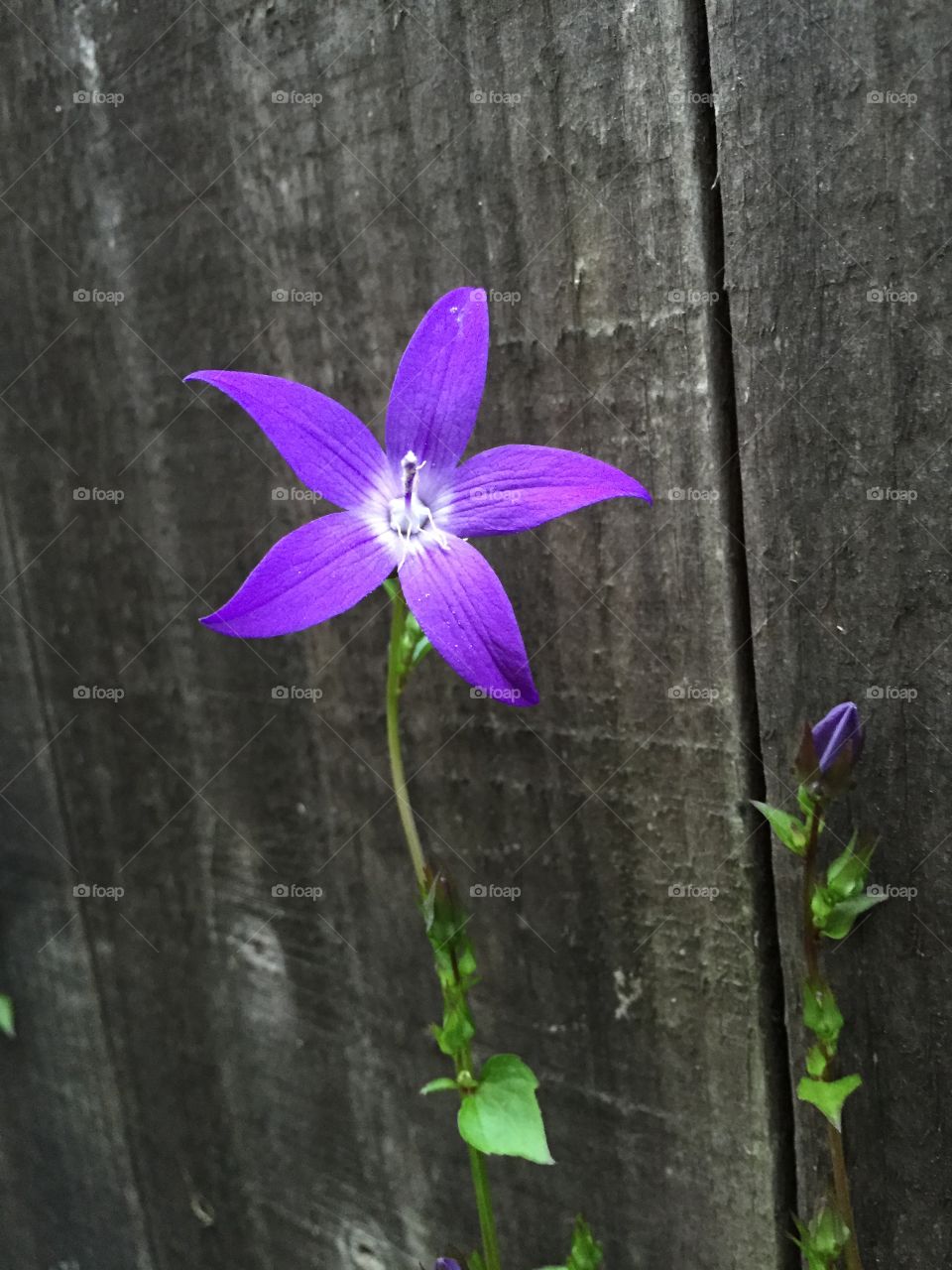 Creeping Flower . Delicate purple flower creeping up a fence