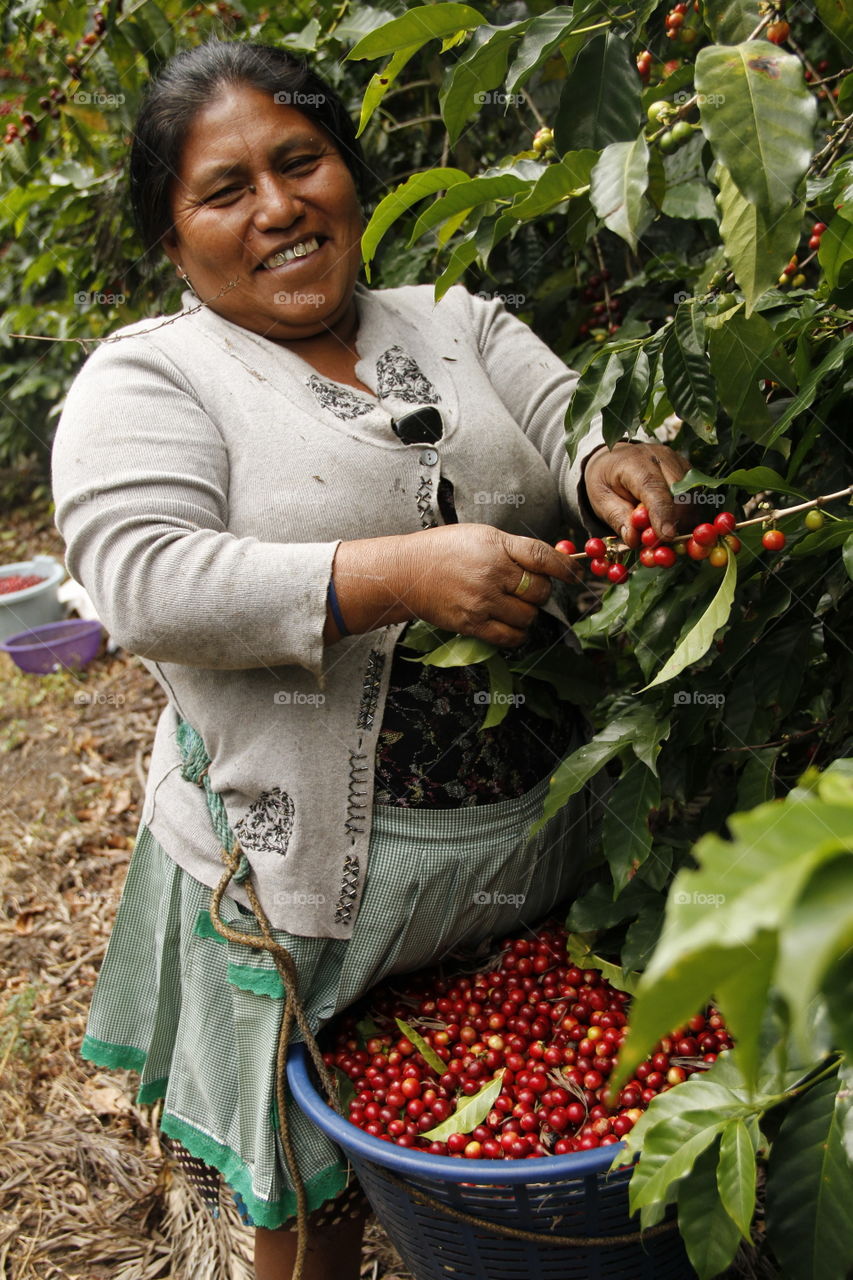 Women, Coffee, Work, Farm, Guatemala