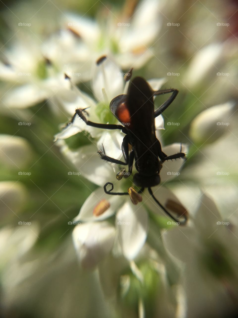 Insect with proboscis