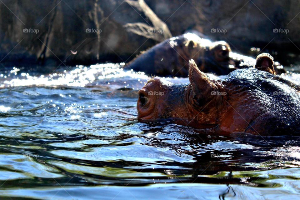 Hippo peeking above the water