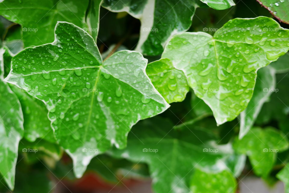 Wet leaves