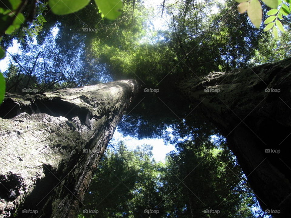 redwoods above