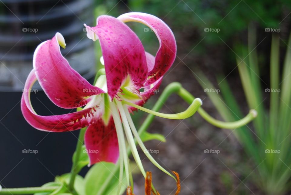 Lily flower