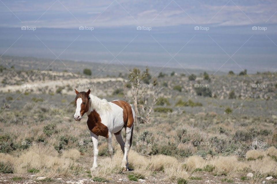 Horse walking in desert