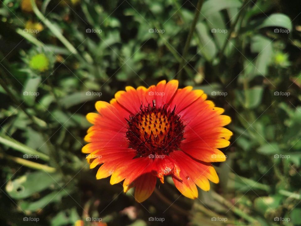 Macro photo of flower growing in the garden