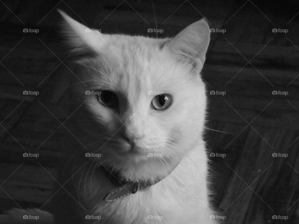 White Cat. Cat staring into your soul