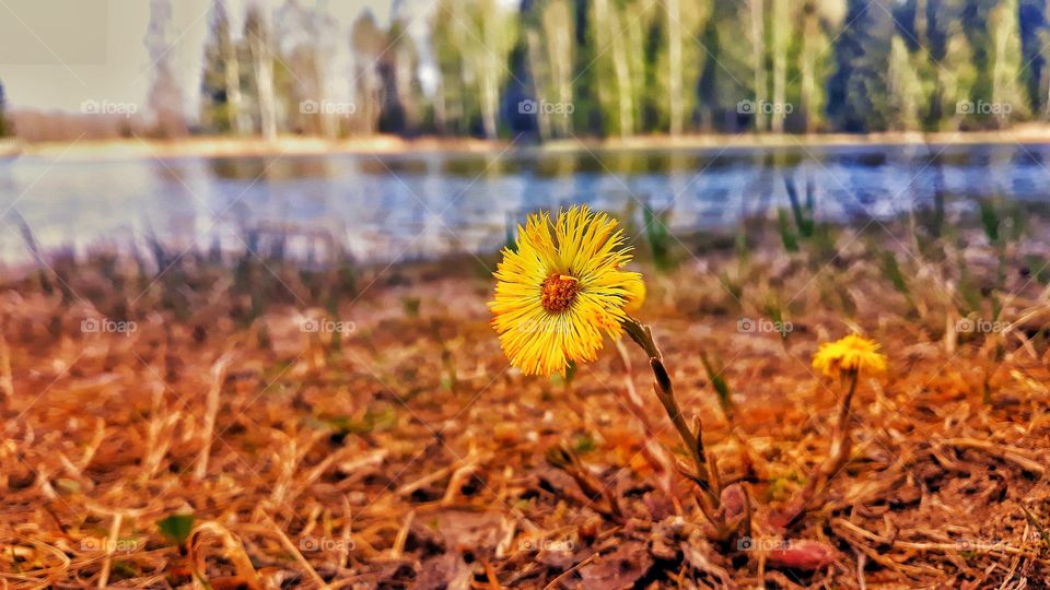 flower near lake