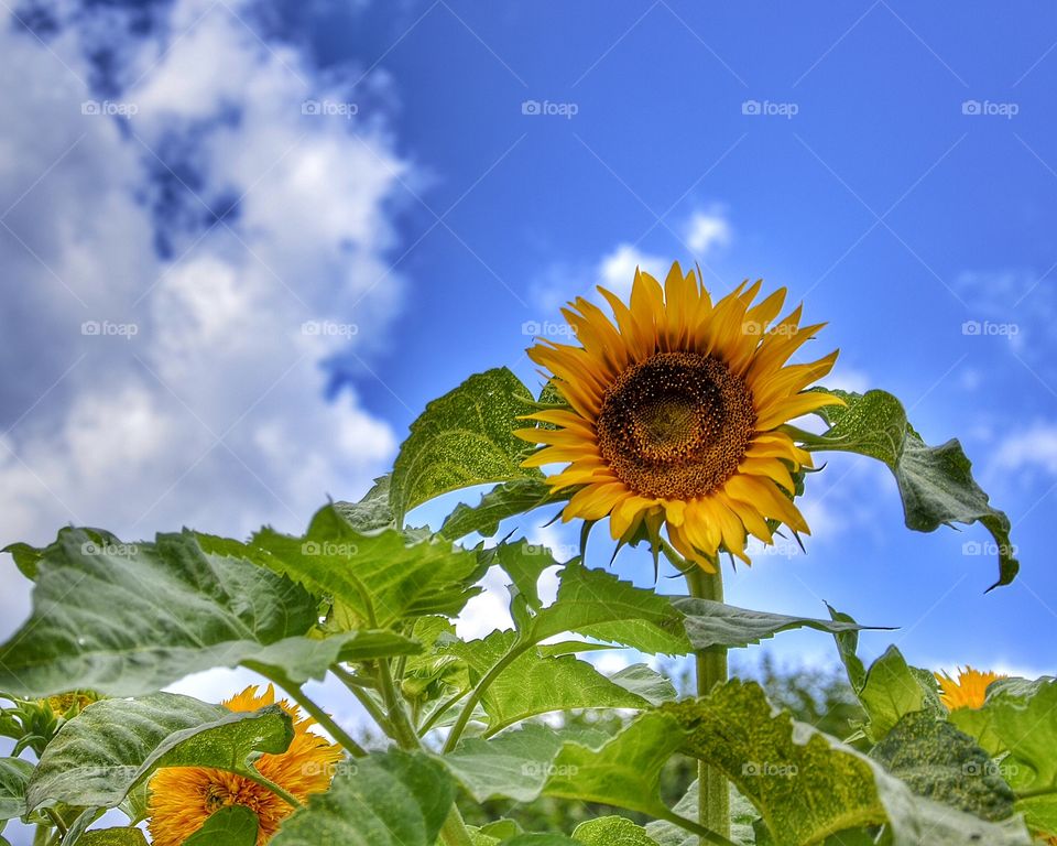 Sunflowers