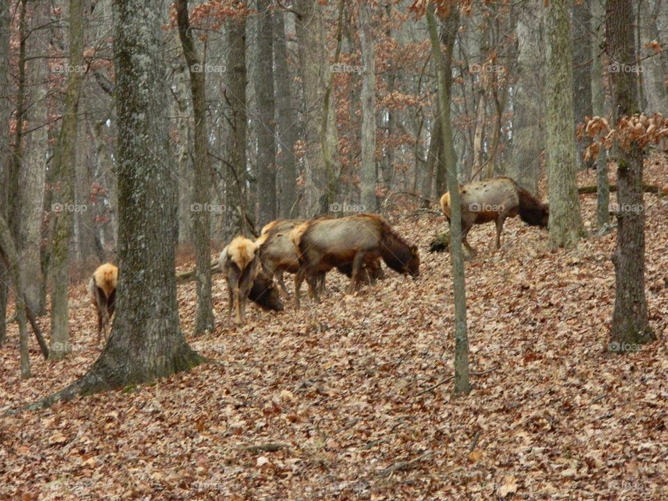 Herd of elk grazing in the forest