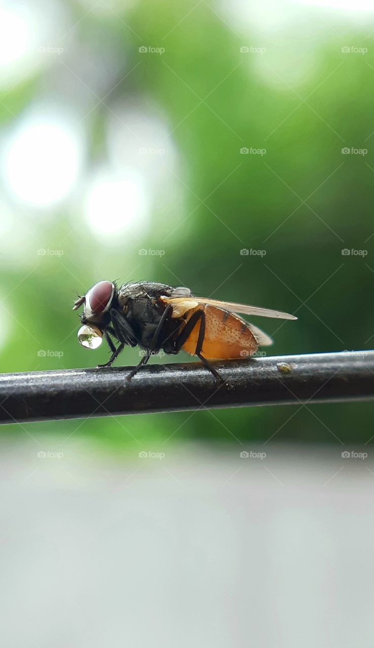 HOUSEFLY STANDING ON THE STRING  WITH WATER DROP