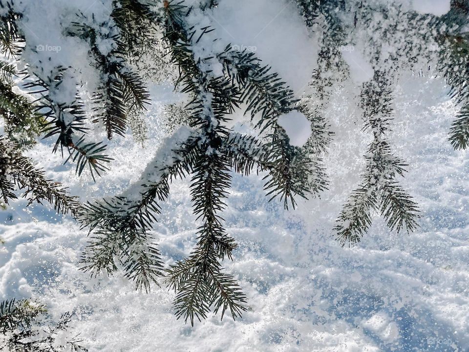 snow on a spruce branch