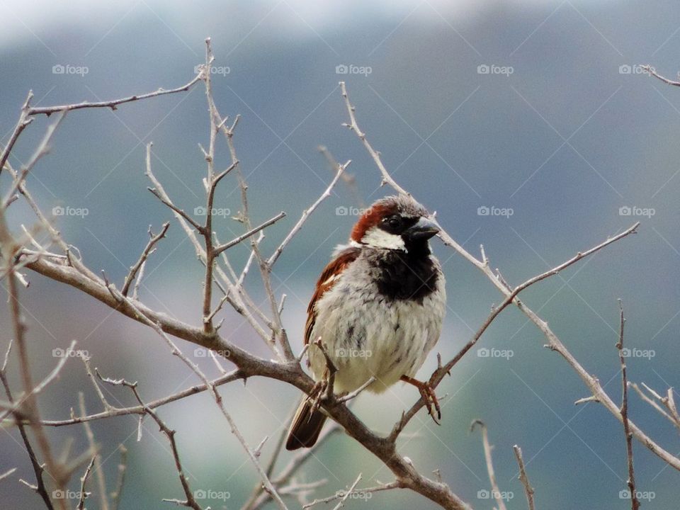 House Sparrow