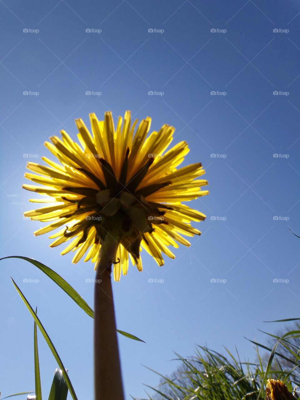 Löwenzahn auf der Wiese