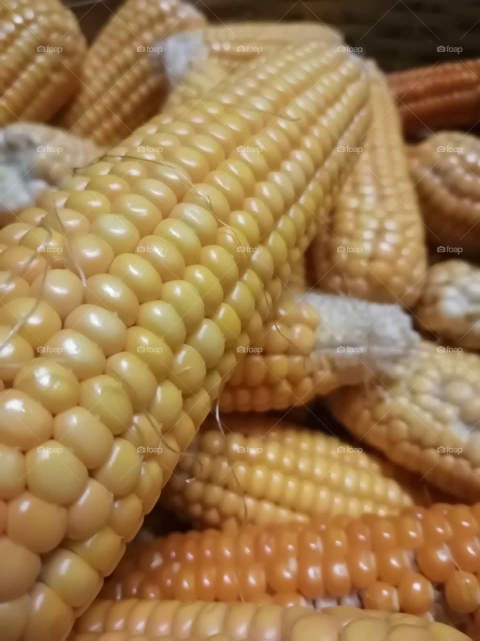 Fresh organic corn